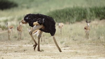 Read more about the article Will you choose to be more efficient, secure and profitable or choose to be an Ostrich?